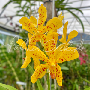 世界の野生蘭ORCHIDATLAS VOL.8 Dr.KOJI KARASAWA Niagara Frontier Orchid Society Orchid Show Fall 2025 – Bergen 趣味・スポーツ・実用